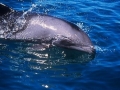 Heaviside's Dolphin