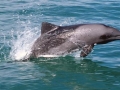 Heaviside's Dolphin
