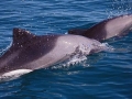 Heaviside's Dolphin