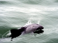 Heaviside's Dolphin