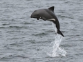 Heaviside's Dolphin