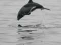 Heaviside's Dolphin