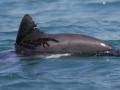 Heaviside's Dolphin
