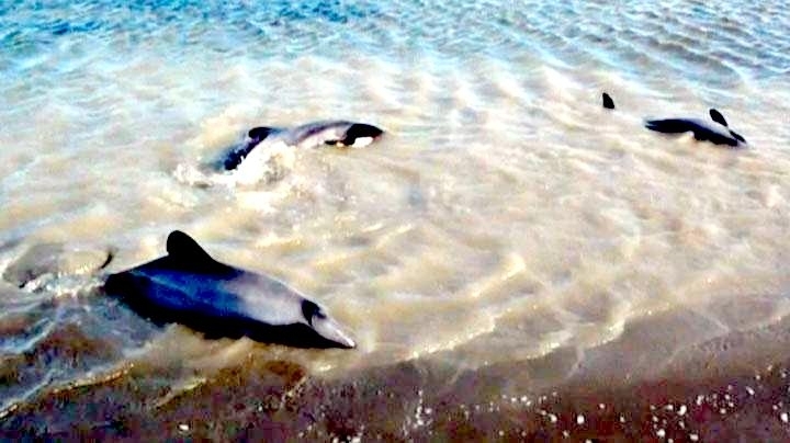 Hector's Dolphin