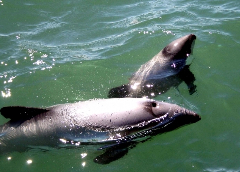 Hector's Dolphin