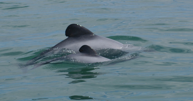 Hector's Dolphin