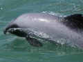 Hector's Dolphin