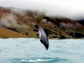 Hector's Dolphin