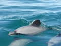 Hector's Dolphin