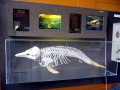 Hector's Dolphin