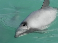 Hector's Dolphin
