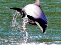 Hector's Dolphin