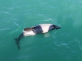 Hector's Dolphin