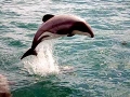 Hector's Dolphin