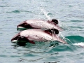 Hector's Dolphin