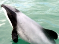 Hector's Dolphin