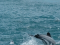 Hector's Dolphin