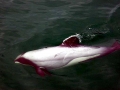Hector's Dolphin