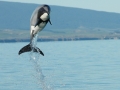 Hector's Dolphin