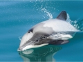 Hector's Dolphin