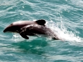 Hector's Dolphin