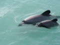 Hector's Dolphin