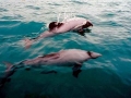 Hector's Dolphin