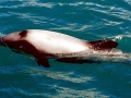 Hector's Dolphin