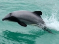 Hector's Dolphin