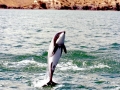 Hector's Dolphin