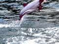 Hector's Dolphin