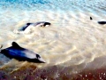 Hector's Dolphin