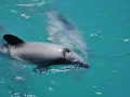 Hector's Dolphin