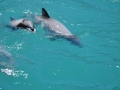Hector's Dolphin