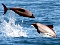 Hector's Dolphin