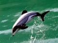 Hector's Dolphin