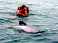 Hector's Dolphin