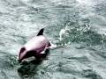 Hector's Dolphin