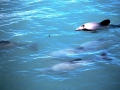 Hector's Dolphin