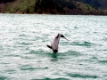 Hector's Dolphin