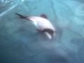 Hector's Dolphin