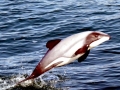 Hector's Dolphin