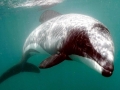 Hector's Dolphin