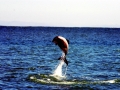 Hector's Dolphin