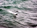 Hector's Dolphin