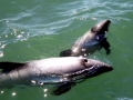 Hector's Dolphin