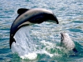 Hector's Dolphin