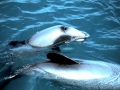 Hector's Dolphin