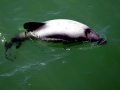 Hector's Dolphin