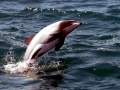 Hector's Dolphin